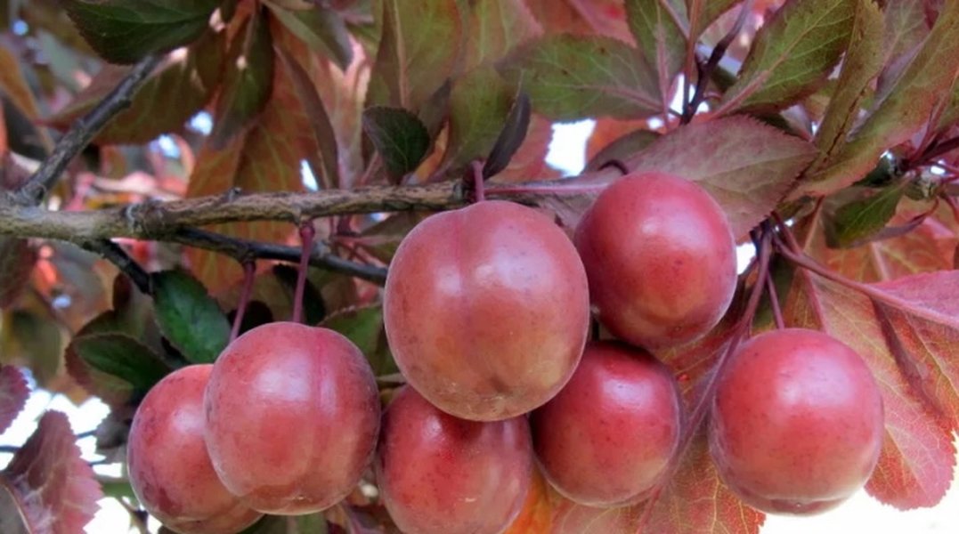 plum-tree-fertilization-first-year-pwp84h4k