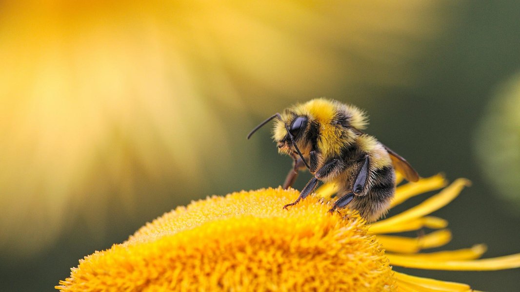 A bee collecting pollen from a vibrant flower, highlighting its role in agriculture.