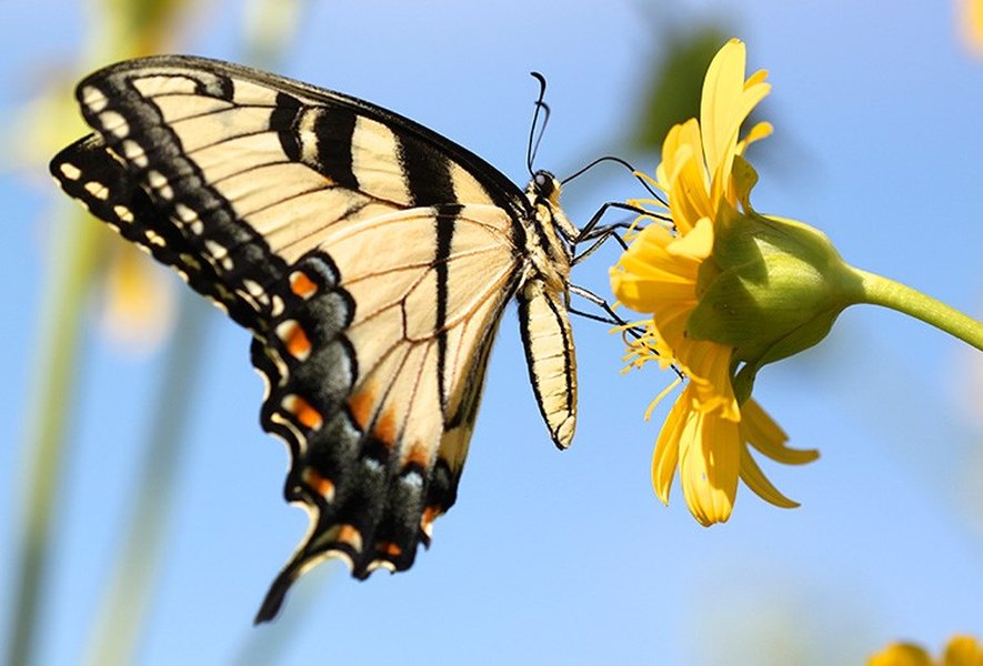 A diverse pollinator garden attracting various insects, showcasing a healthy ecosystem.