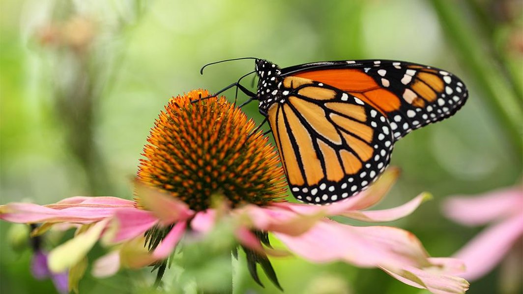 pollinator-environmental-safety-contributions-9ep39xhe