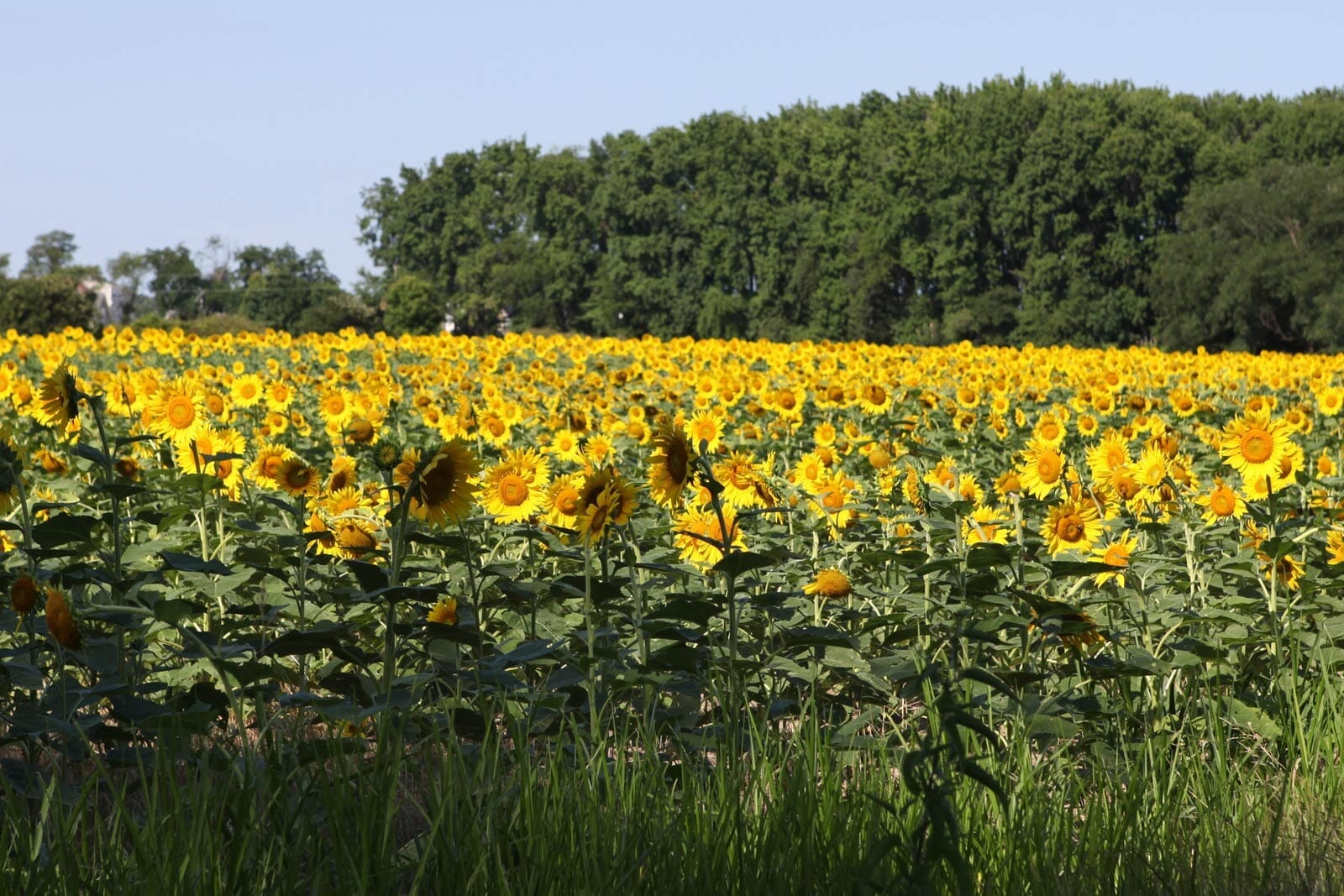 scenic agricultural fields with blooming flowers and pollinators