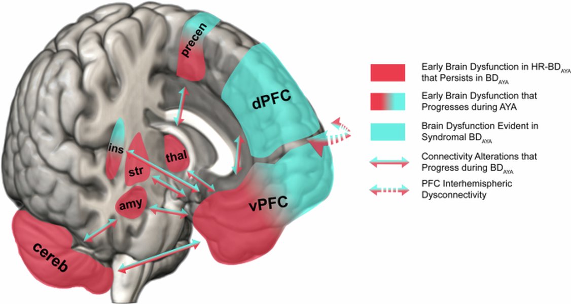polygenic-risk-scores-cognitive-performance-18zbqc02