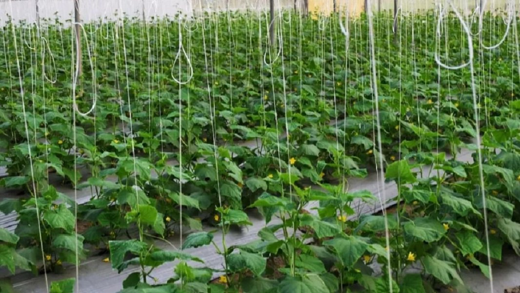 polyhouse-shade-net-subsidy-93l0x84h
