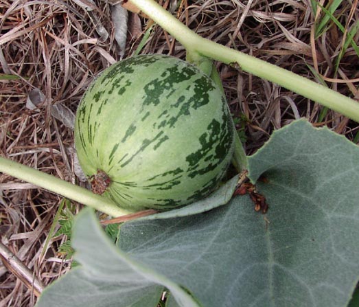 cucurbitaceae fruits closeup
