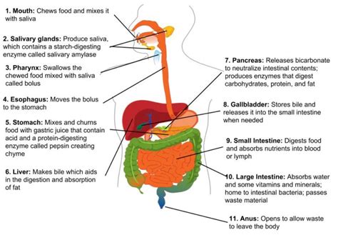 healthy digestive system