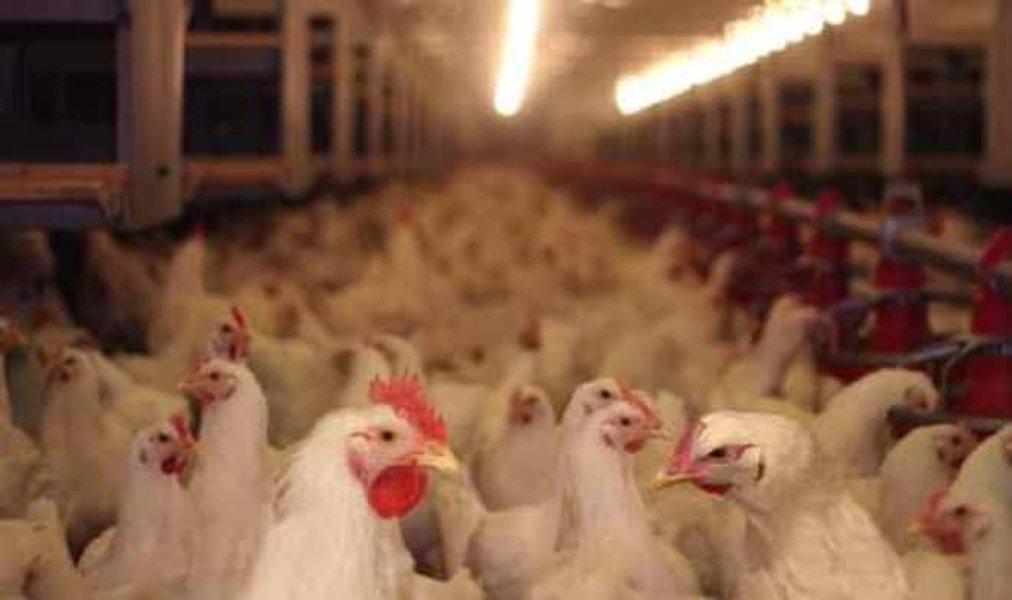 industrial meat production