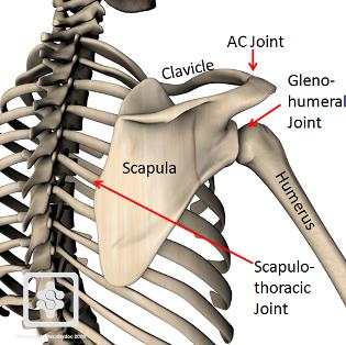 ribs shoulder blades head alignment technique