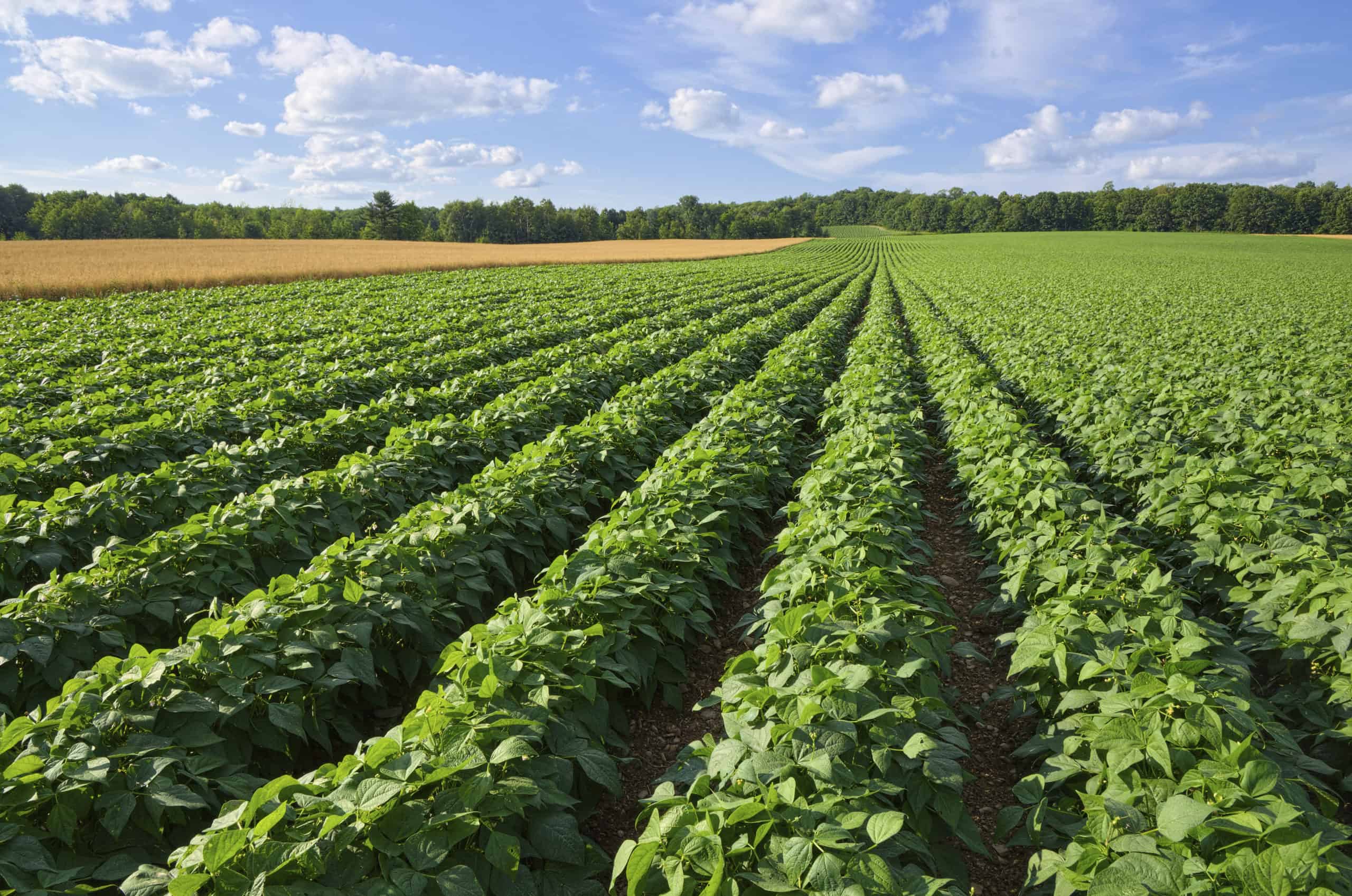potato field