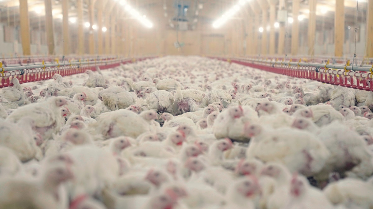 farmyard, poultry, modern poultry facility