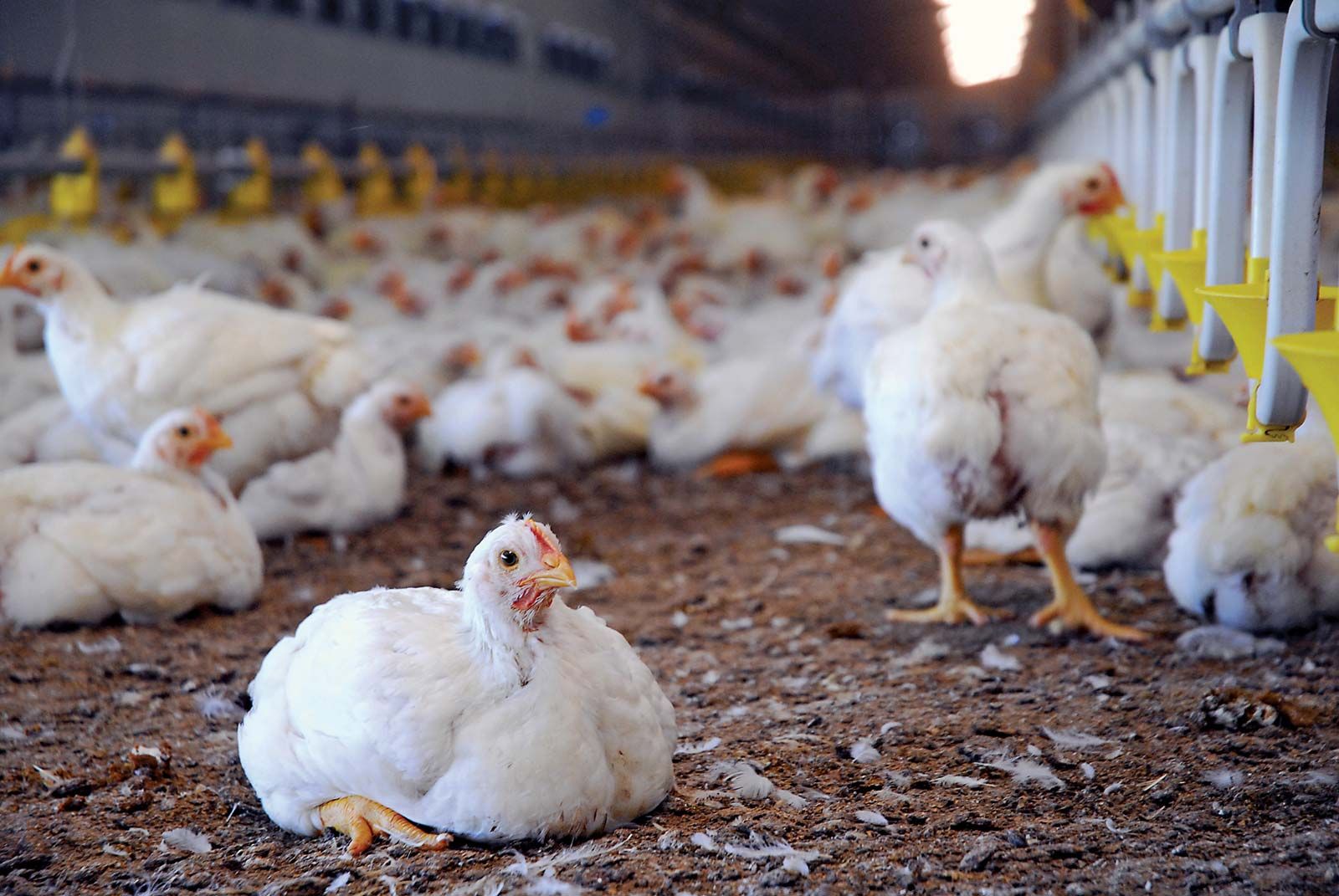 poultry farm birds