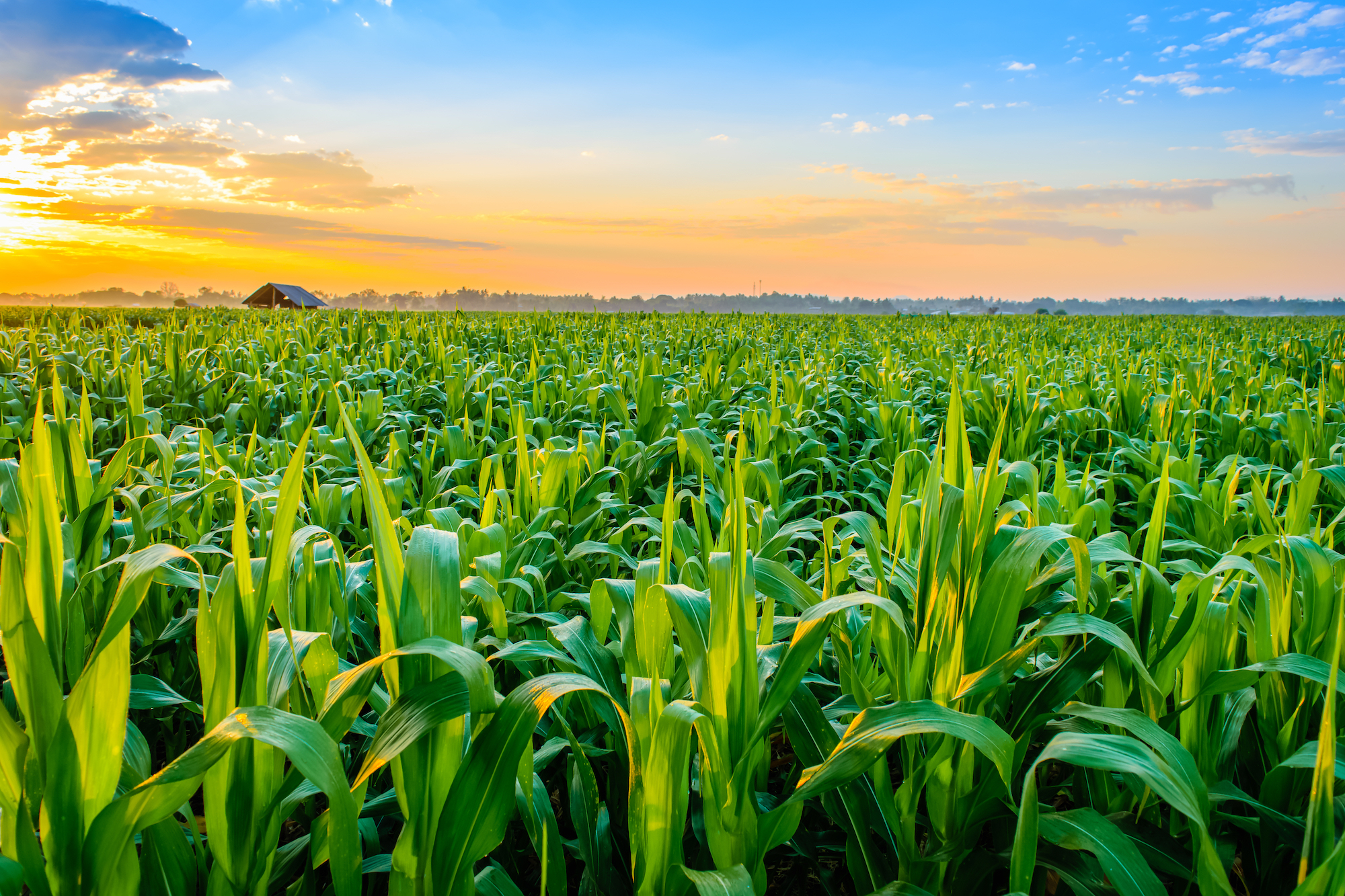 agricultural field crops