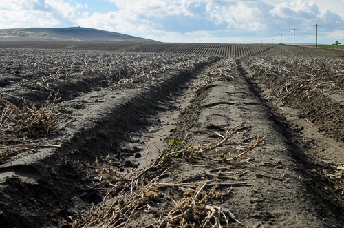 potato field harvest scenery