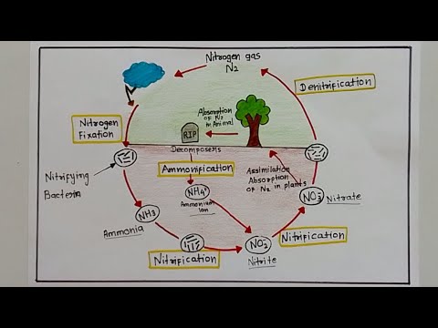 nitrogen cycle diagram