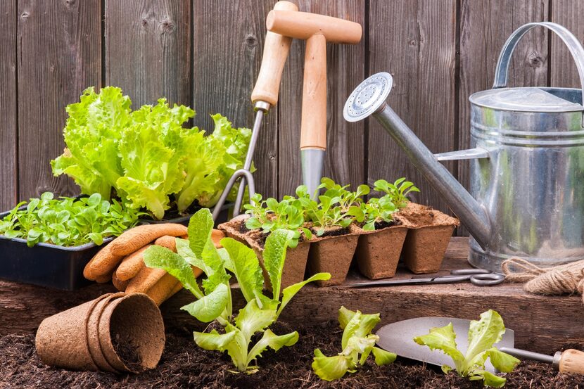gardens, fungicide, gardening tools, outdoor garden