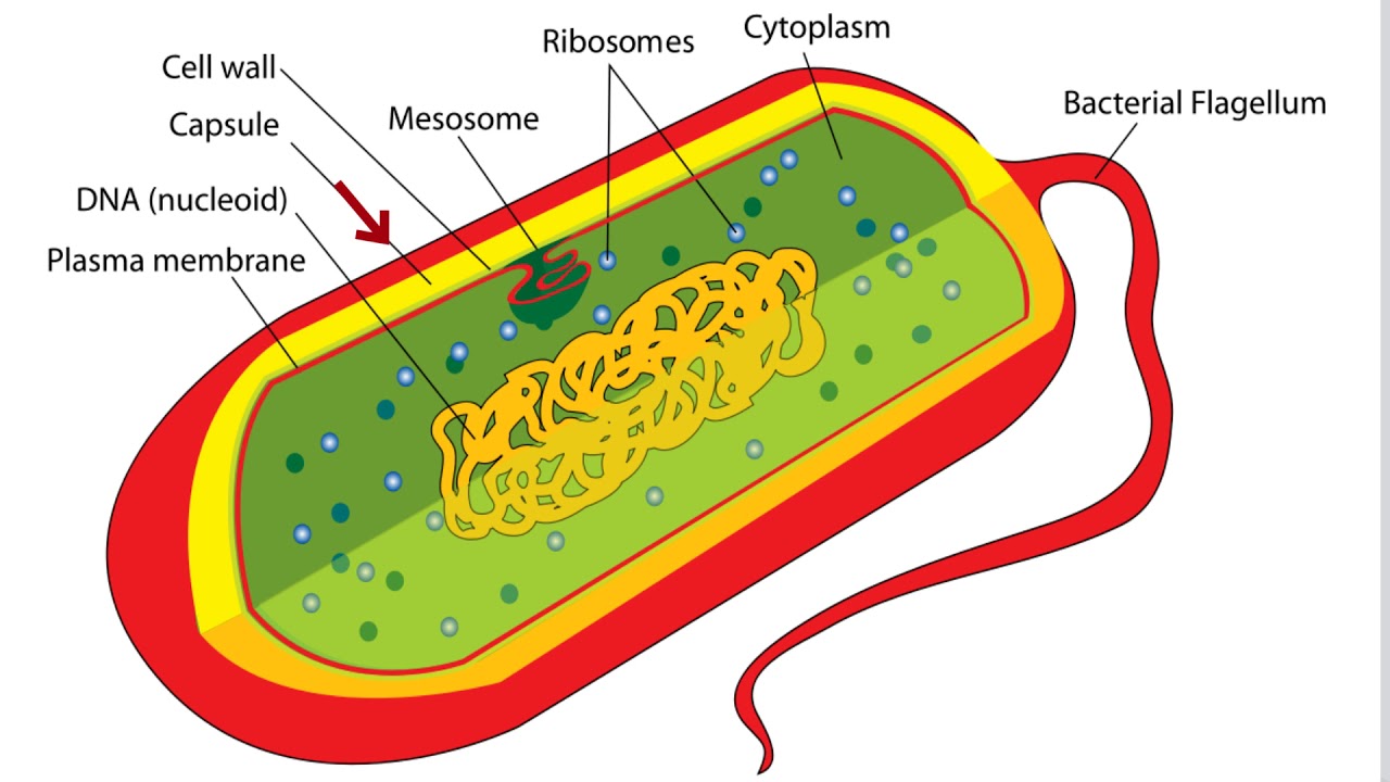 bacteria cell structure