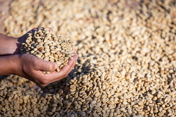 coffee beans sun drying nepal