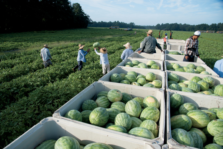 watermelon farm field