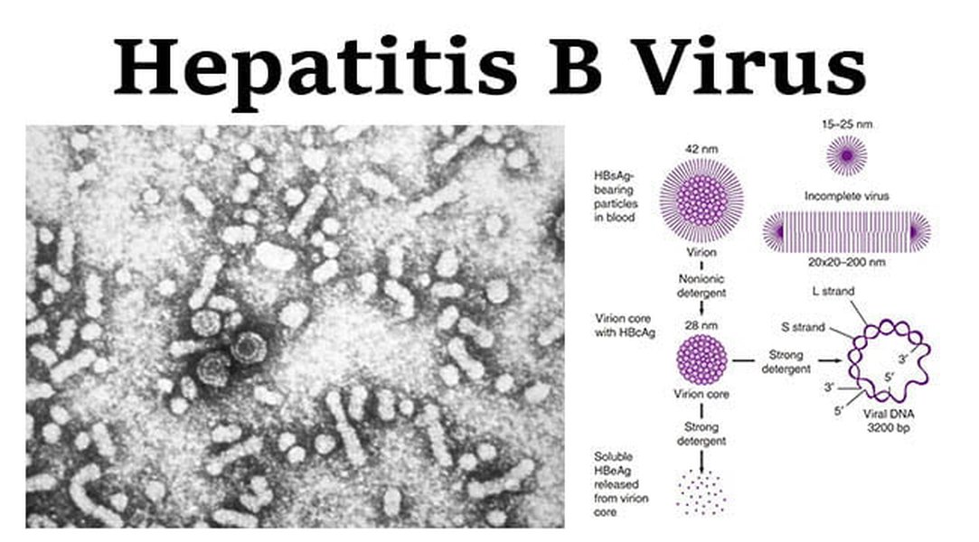 proteinas-clave-virus-hepatitis-b-ud7bs3t8