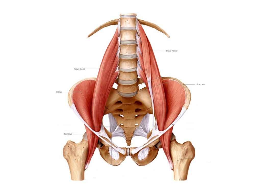 psoas muscle anatomy lower back and hip flexors