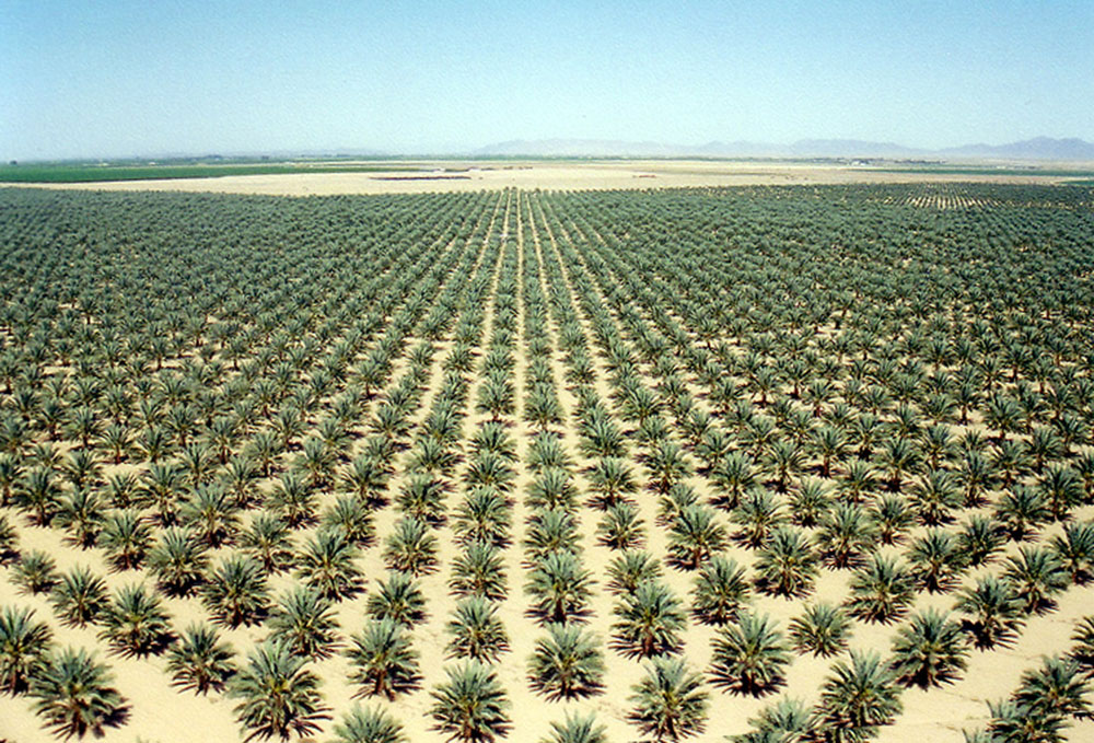 date palms agriculture fields
