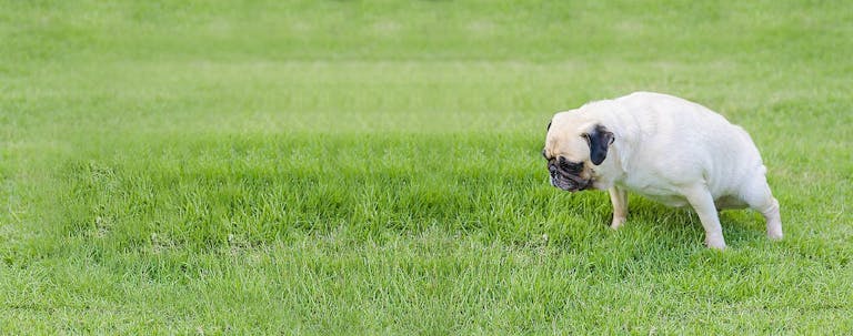 pug dog training session outdoors