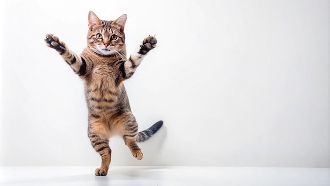 Gato bailando 2