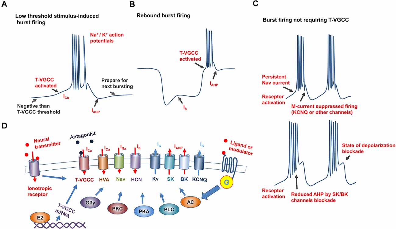 neuronal firing patterns