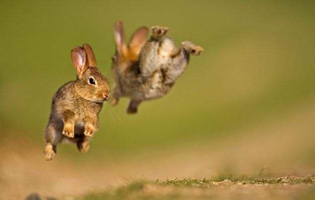 rabbits jumping in natural environment