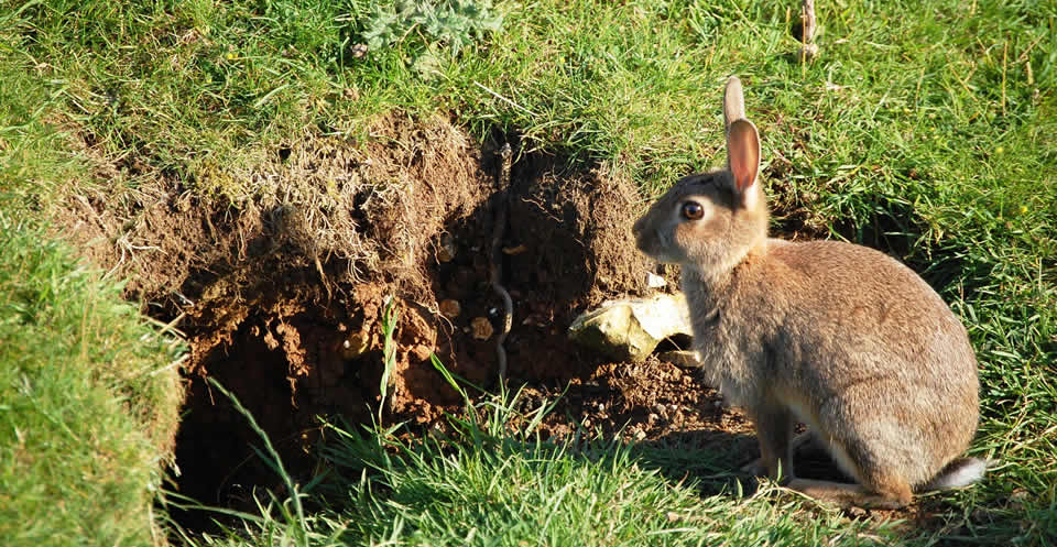 underground rabbit burrow defense