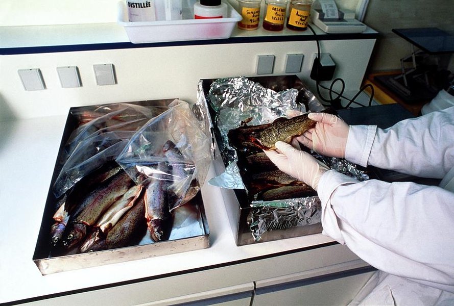 radioactive-seafood-contamination-report-1l8zm2m9