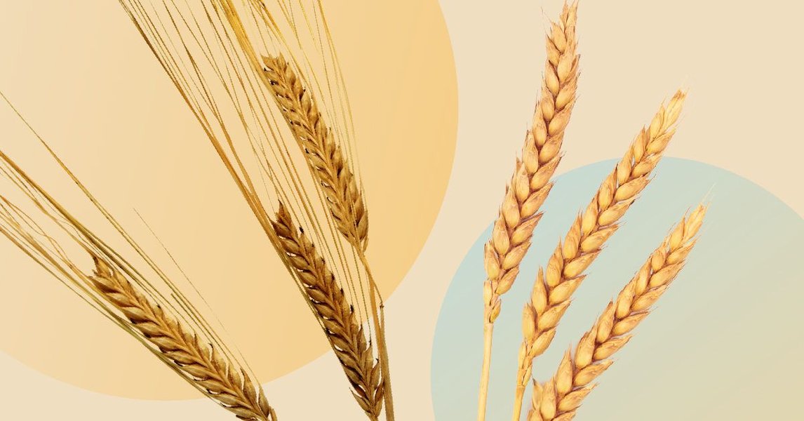 Heads of wheat and barley side-by-side