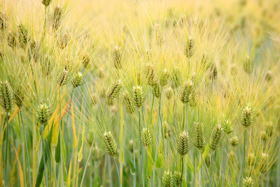 Close-up of barley grains