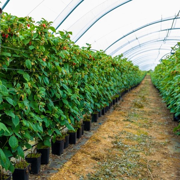 raspberry-cultivation-research-advances-hxejcney