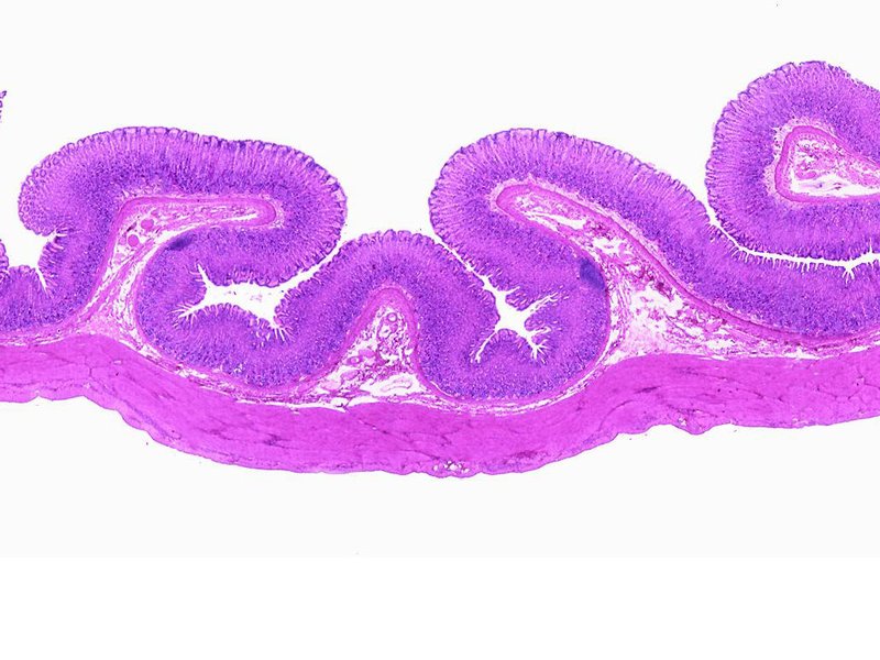 gastric tissue microscope slide