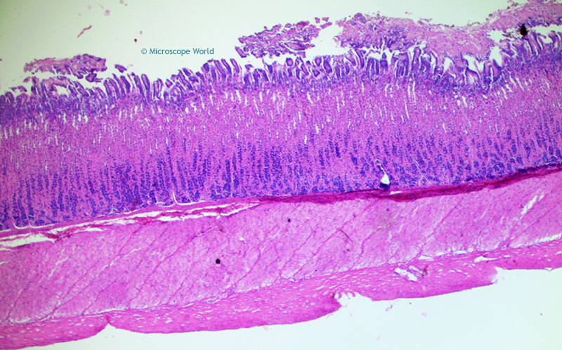 gastric organ histology microscope