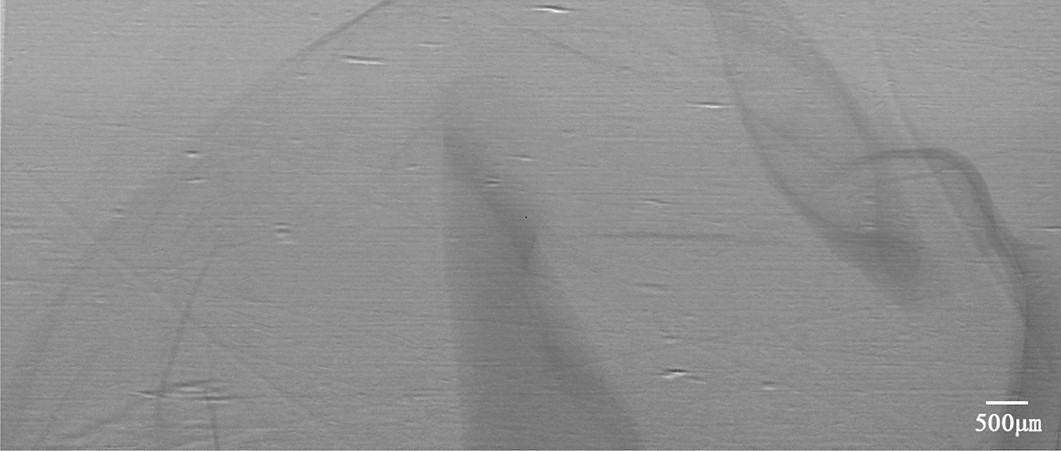 rat stomach microscopic structure