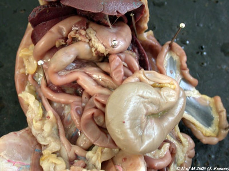 rat stomach dissection