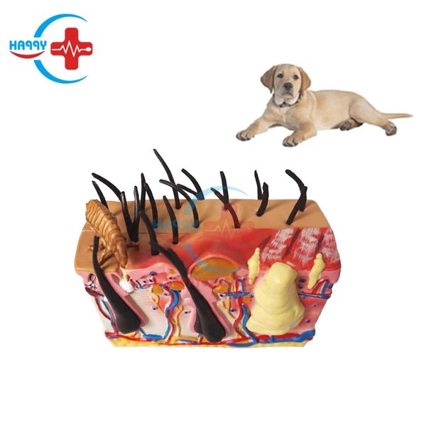 reconstructing-canine-3d-skin-model-plan-d2gow101
