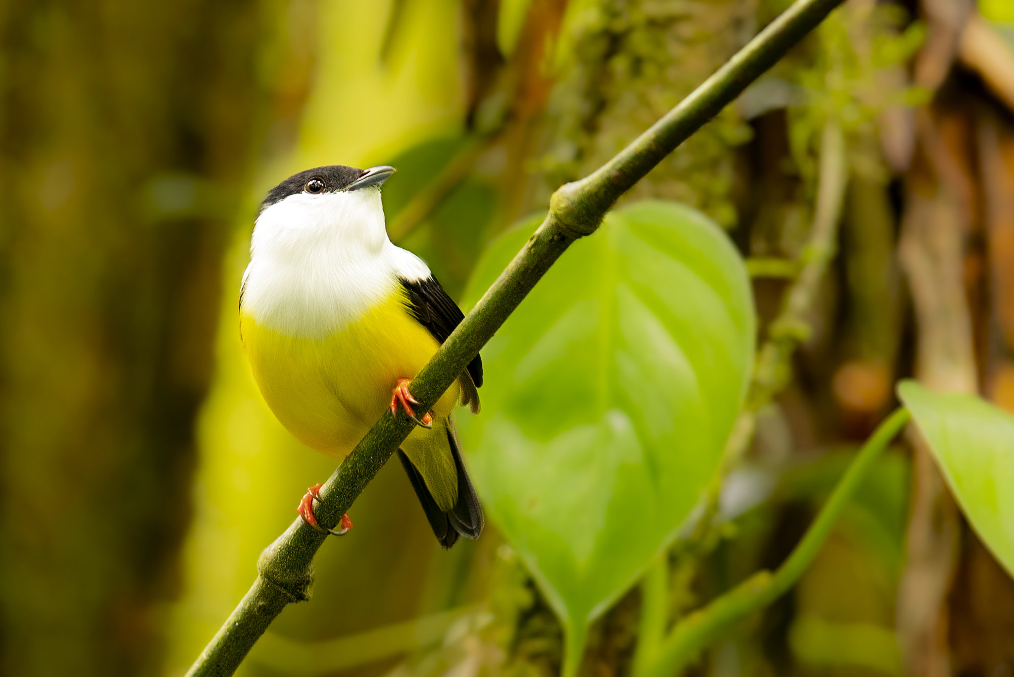 tropical forest bird lek display