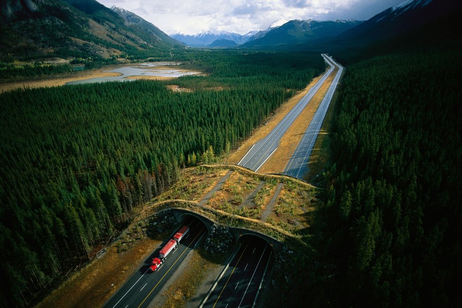 reducing-wildlife-road-impacts-o39cy0o1