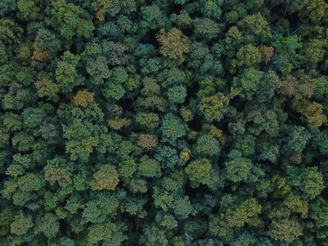 forest tree canopy drone aerial landscape
