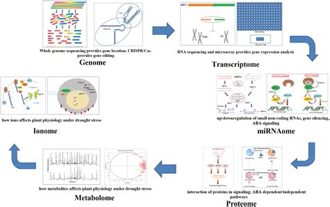 Frontiers | From Genetics to Functional Genomics: Improvement in ...