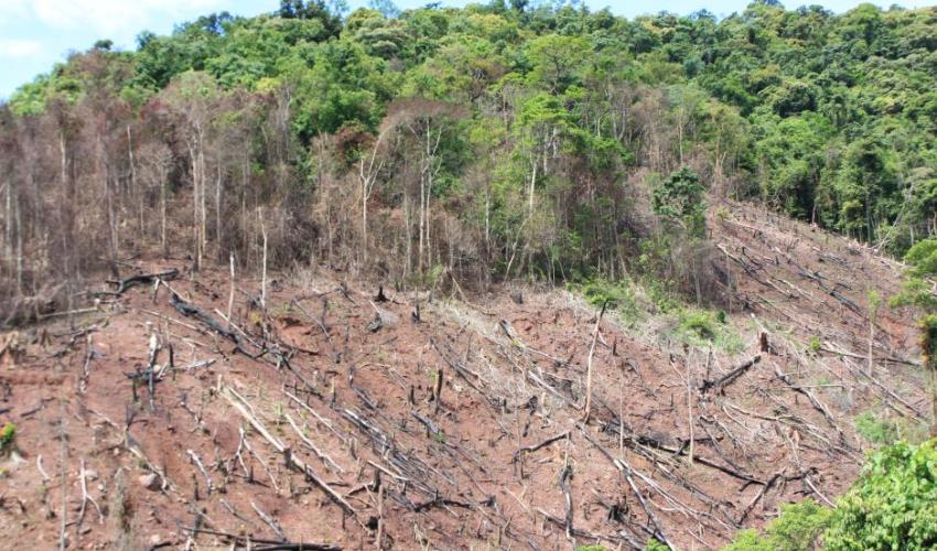 deforested forest landscape