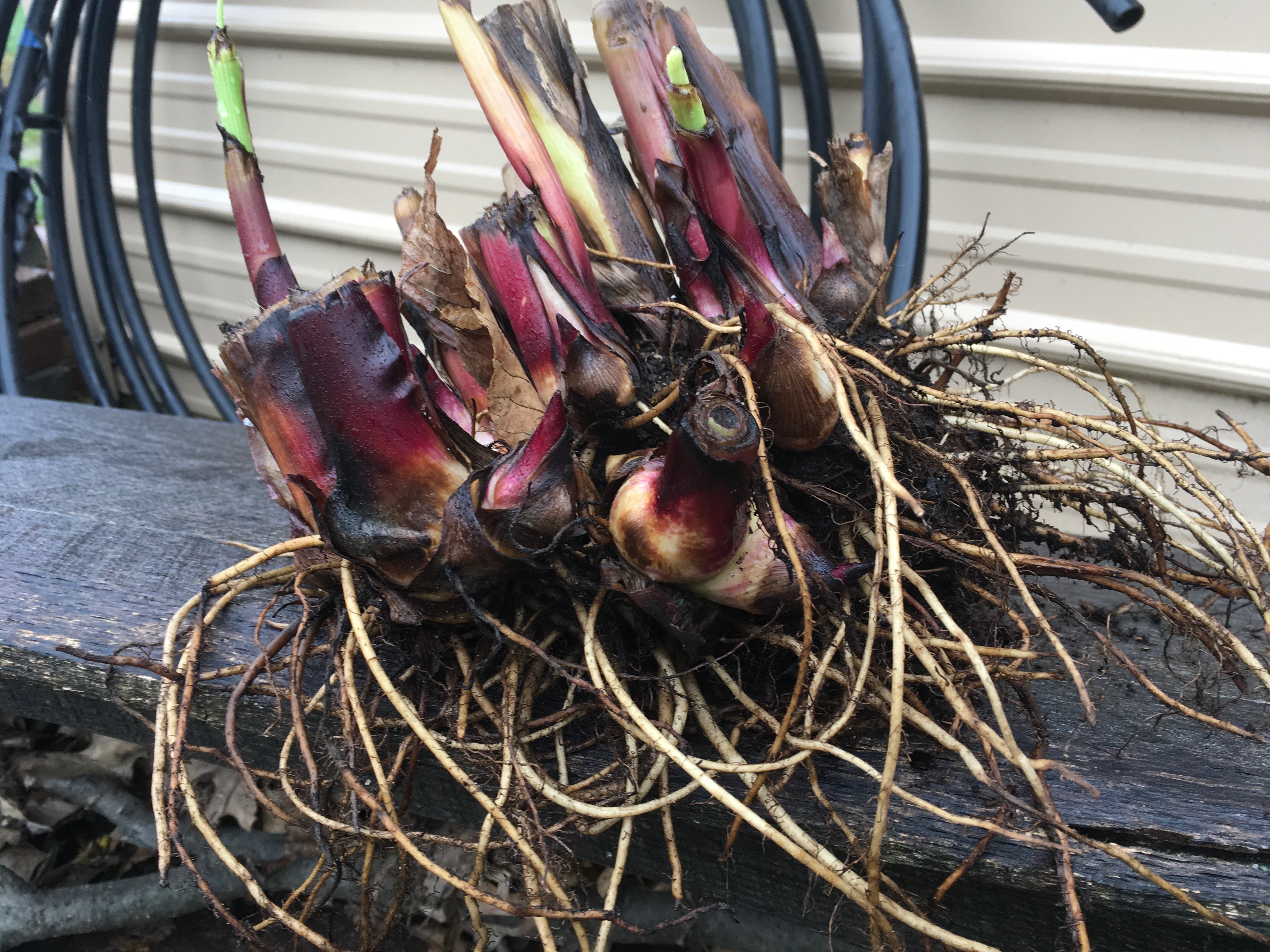 rhizomes underground stem garden