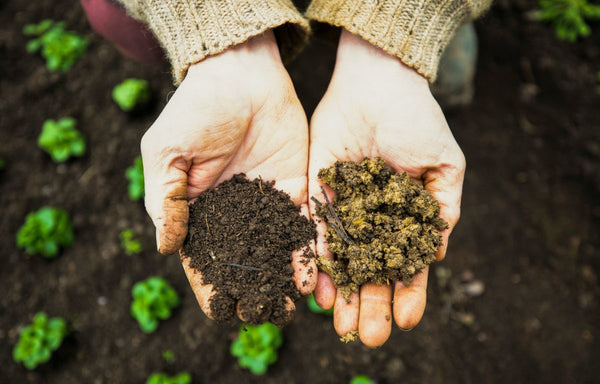 rustic soil ecosystem with plant roots