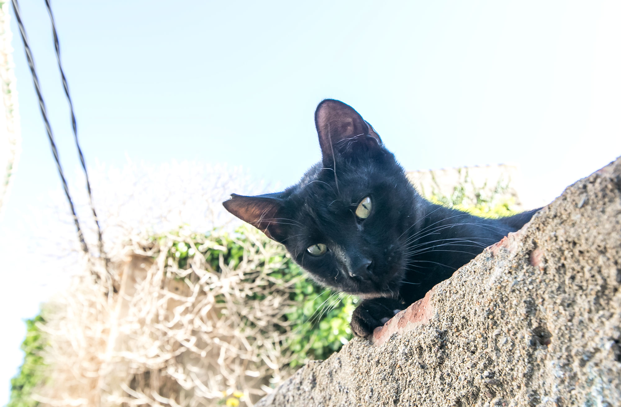 black cat in alleyway