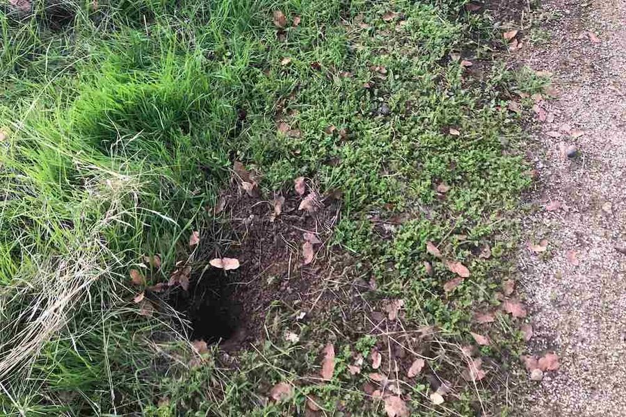 rid-mulch-chipmunks-effective-n1u3oaqn
