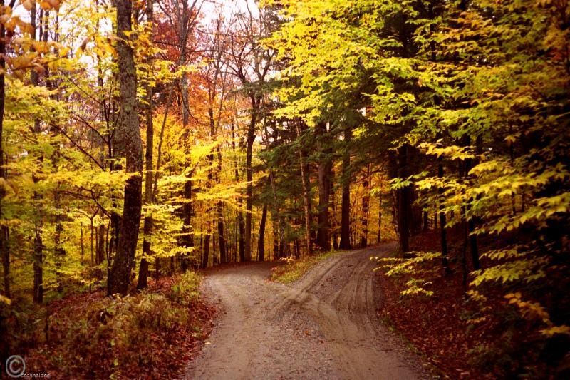 yellow wood, diverging path in forest
