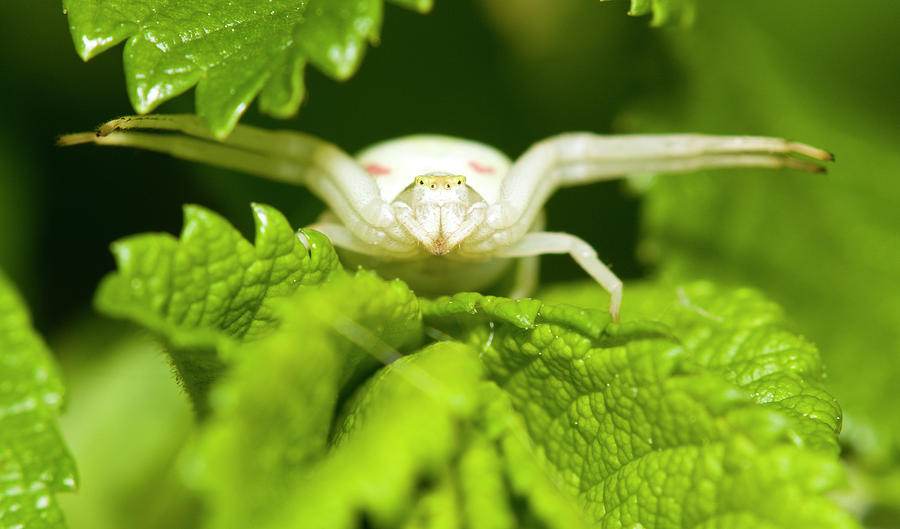 white spider on white flower photography