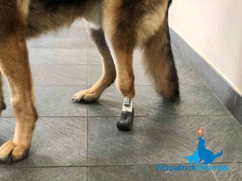A dog with a custom-fitted prosthetic leg.